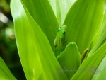 20150921-Hawaii-Lumix-16.jpg
