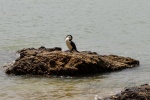 20151202-Paihia-Nikon-38.jpg