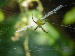 20150921-Hawaii-Lumix-18.jpg