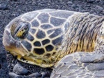 20150921-Hawaii-Lumix-34.jpg