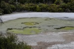 20151204-Rotorua-Nikon-26.jpg