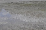 20151204-Rotorua-Nikon-61.jpg