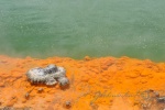 20151204-Rotorua-Nikon-88.jpg