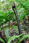 20151207-Taupo-Nikon-10.jpg