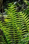 20151207-Taupo-Nikon-31.jpg
