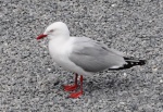 20151210-Kaikoura-Nikon-15.jpg