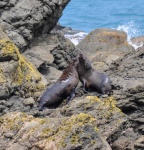 20151210-Kaikoura-Nikon-24.jpg
