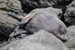 20151210-Kaikoura-Nikon-31.jpg