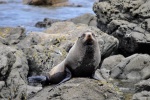 20151210-Kaikoura-Nikon-35.jpg