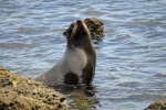 20151210-Kaikoura-Nikon-46.jpg