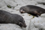 20151211-Kaikoura-Nikon-112.jpg