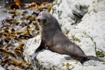 20151211-Kaikoura-Nikon-121.jpg