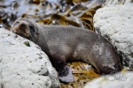 20151211-Kaikoura-Nikon-123.jpg