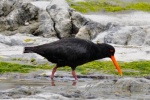 20151211-Kaikoura-Nikon-135.jpg