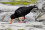 20151211-Kaikoura-Nikon-136.jpg