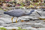 20151211-Kaikoura-Nikon-143.jpg