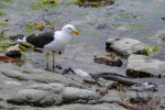 20151211-Kaikoura-Nikon-144.jpg