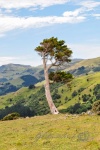 20151214-Akaroa-Nikon-08.jpg