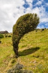 20151214-Akaroa-Nikon-11.jpg