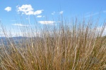 20151214-Akaroa-Nikon-21.jpg