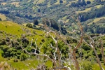 20151214-Akaroa-Nikon-26.jpg