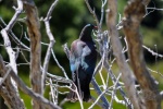 20151214-Akaroa-Nikon-32.jpg