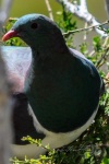 20151214-Akaroa-Nikon-35.jpg