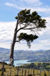20151214-Akaroa-Nikon-46.jpg