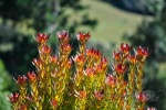 20151214-Akaroa-Nikon-55.jpg
