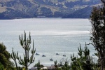 20151214-Akaroa-Nikon-59.jpg