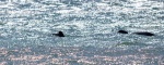 20151220-Curio-Bay-Nikon-14.jpg